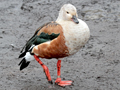 Orinoco Goose